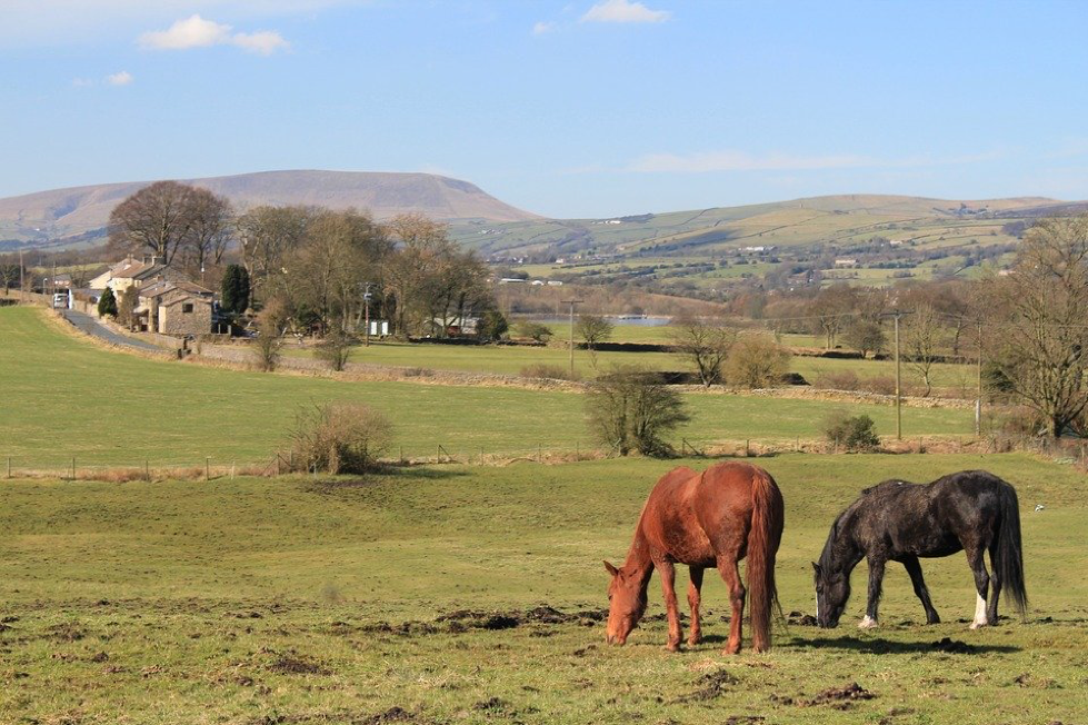 Horses near Pendle Hill in Lancashire