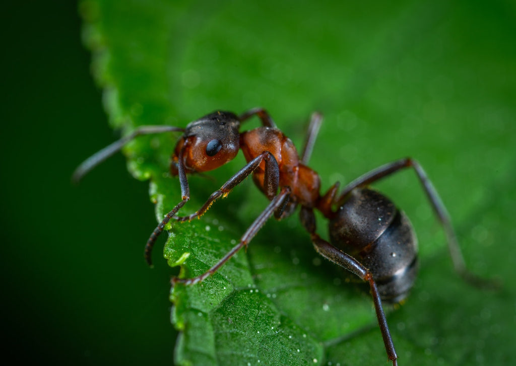 Close up of an ant on a leaf.