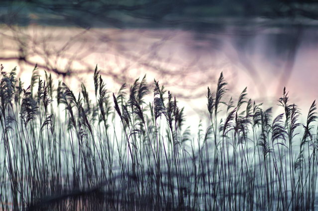 Wintery looking marshland and shrubbery