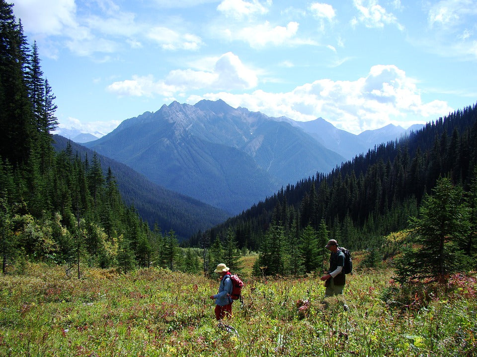 Two people in summer clothes walking across a forest meadow