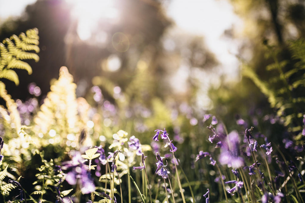 A view of bluebells and ferns in woodland