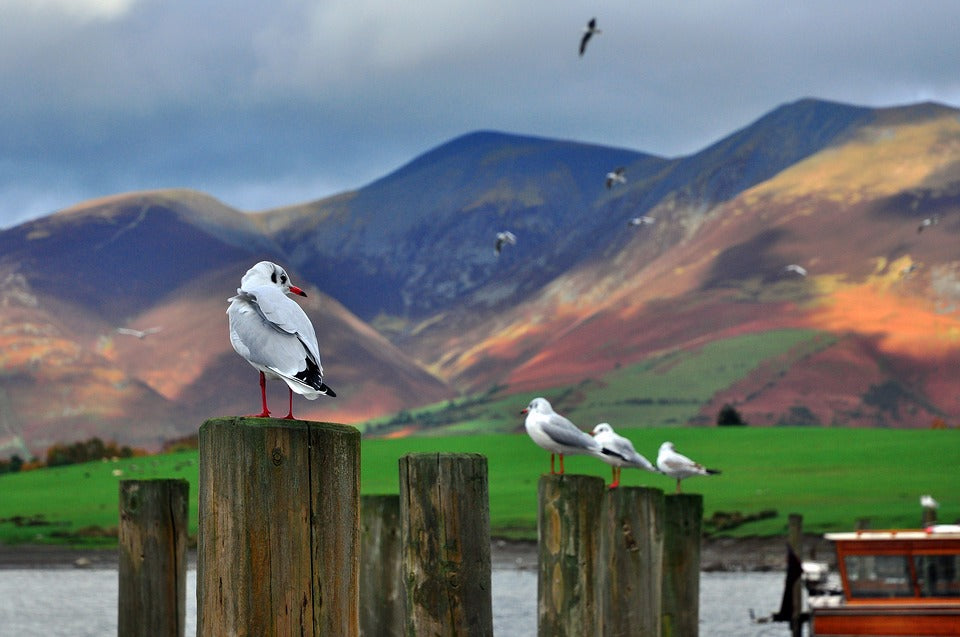 Gulls on wooden stacks with hills in the background in Cumbria