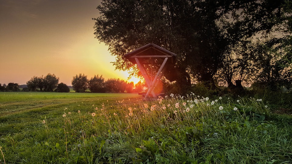 Sunrise over a field