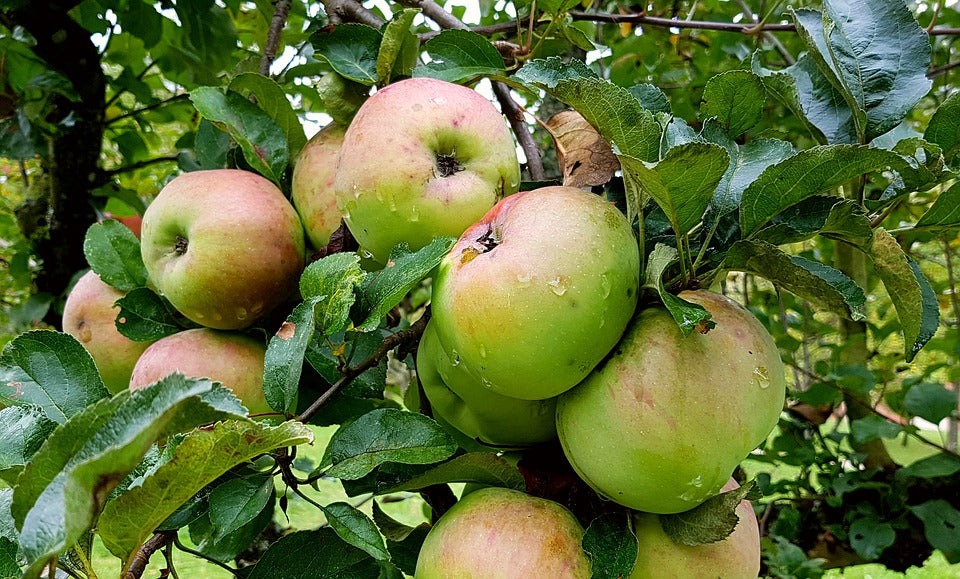 Wet apples on an apple tree