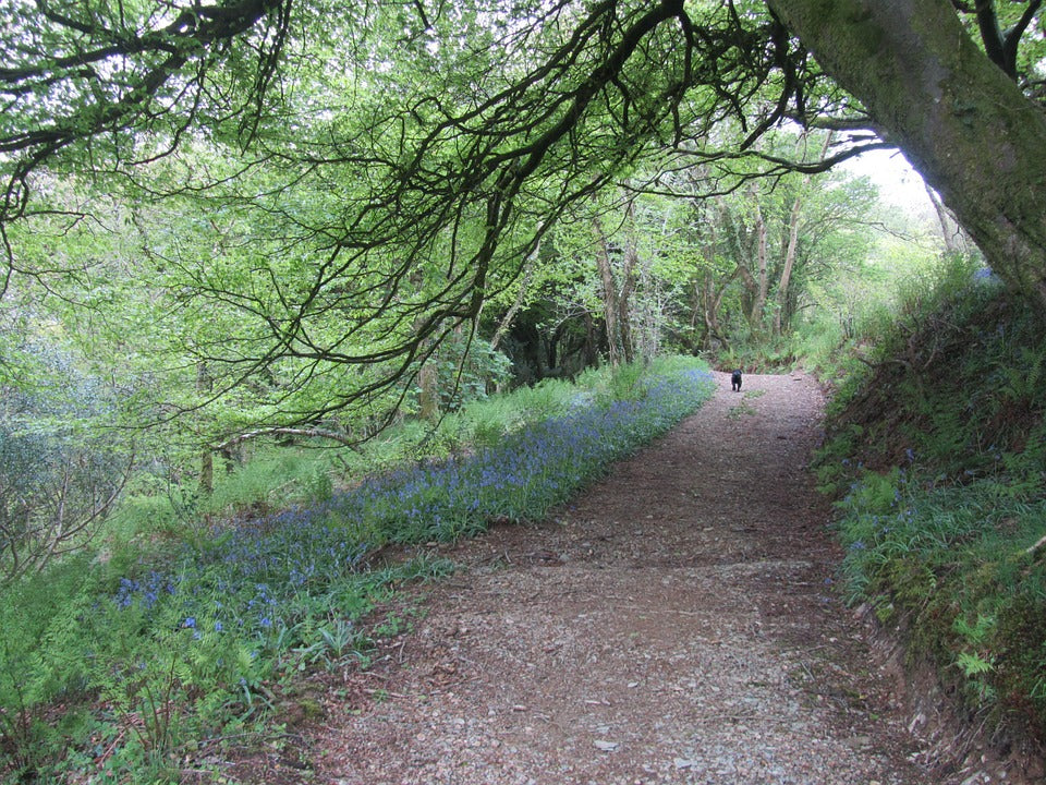 A woodland path with a black dog