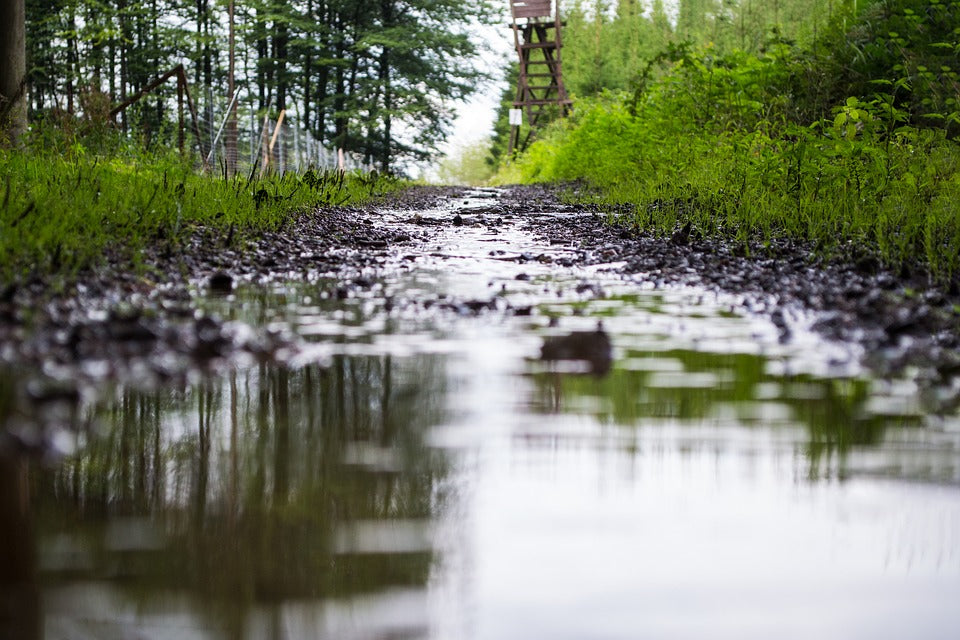 A puddle along a muddy forest path