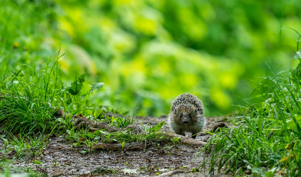 Hedgehog on path in woodland area. 