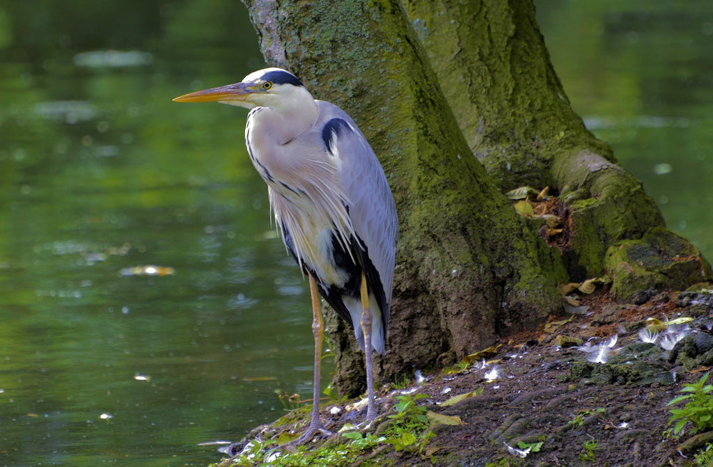 Grey heron stood by tree near a river. 