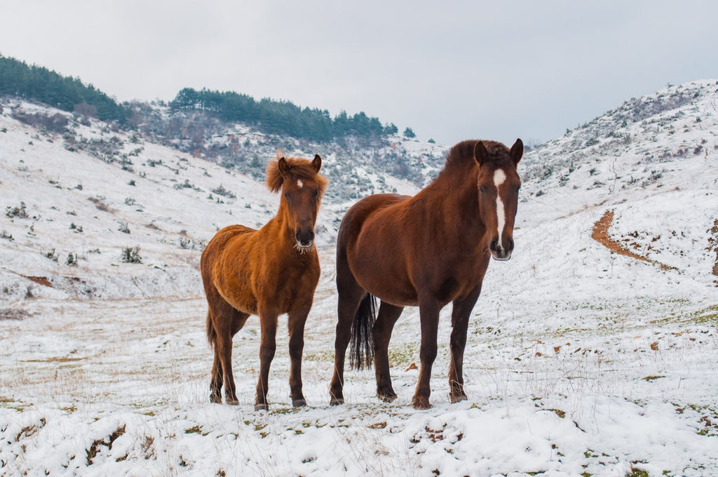 Two horses stood on path in snow. 