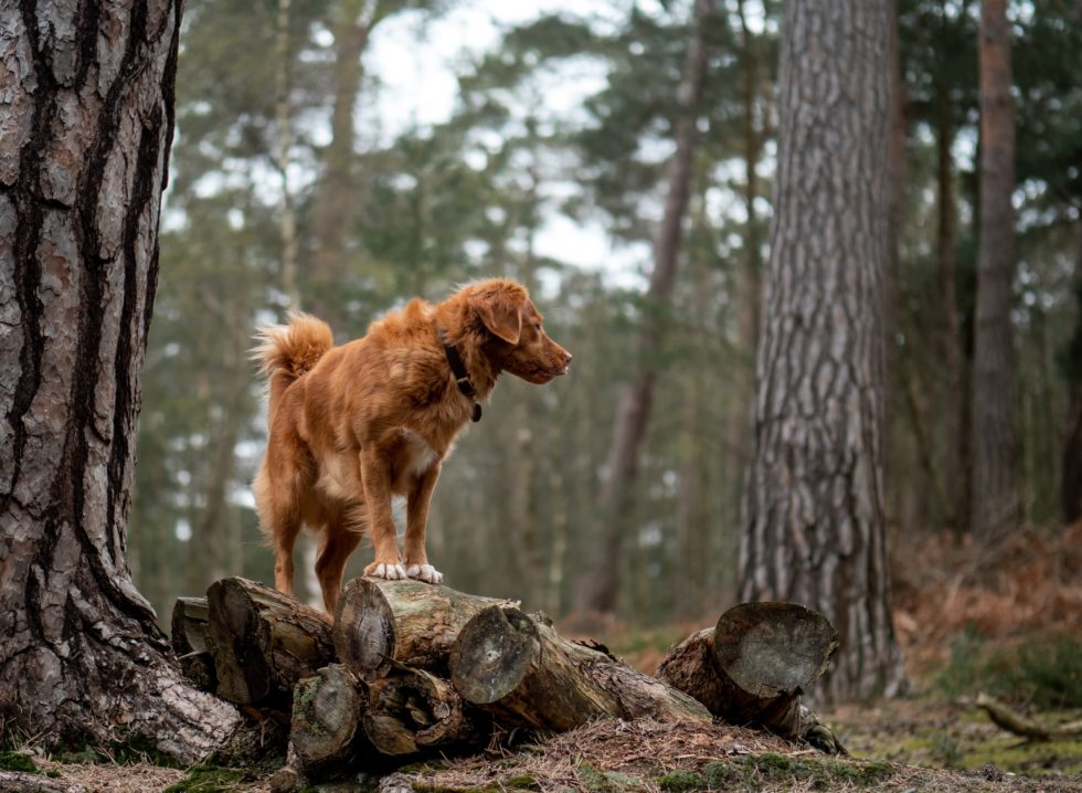 Dog alone in woods