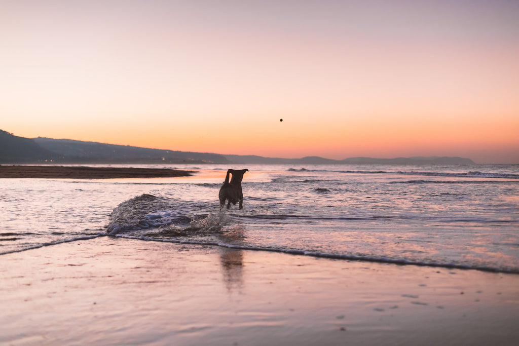 A dog on a beach at sunset.