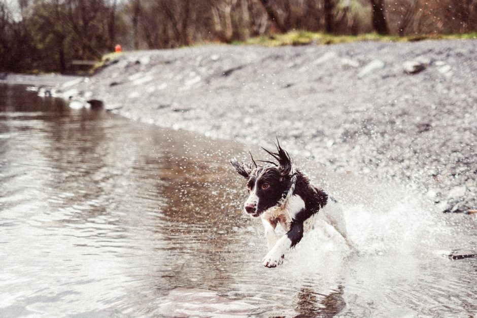 Dog running through water