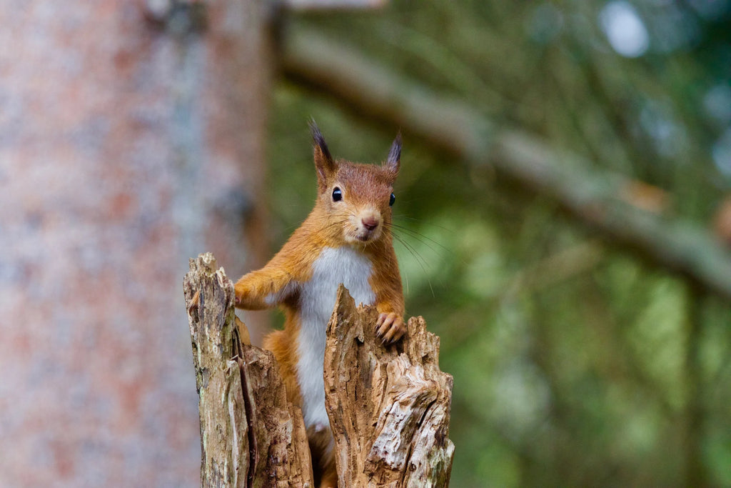 Red Squirrel in North-West England