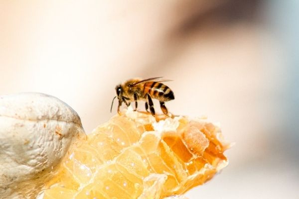 Comment les abeilles font le miel