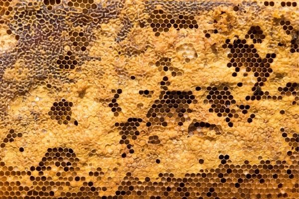 Cadre de miel ruche