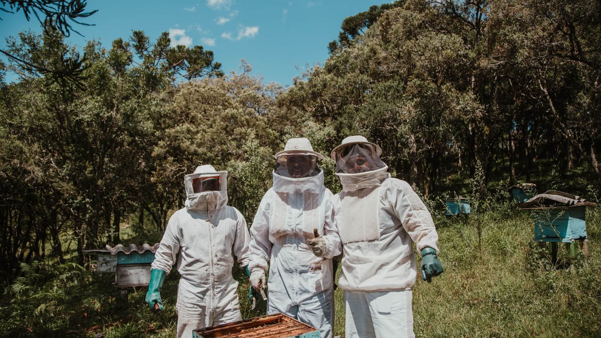 Miel de Manuka Origine Nouvelle Zélande | La Maison du Miel