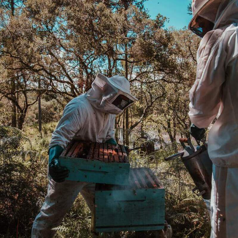 Miel de Manuka de Nouvelle Zélande, le pot de 125g - Nos Miels - Naturapi :  Tout pour l'apiculteur