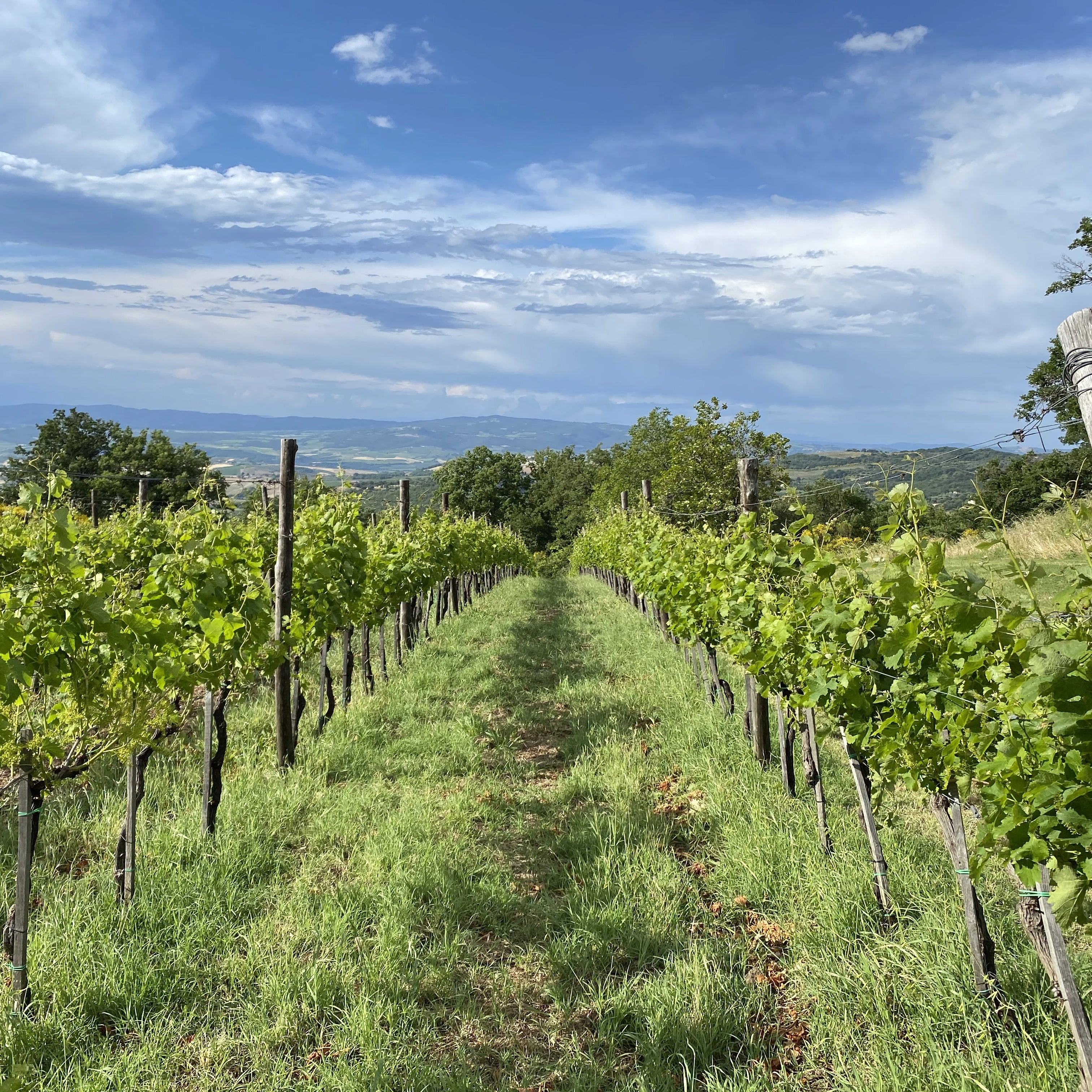 Rebberge des Sangiovese Gebiets