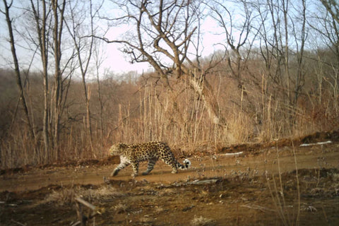 WildcameraXL Amur Panther fanget med et dyrelivskamera