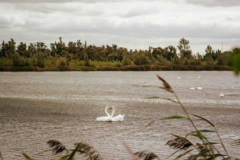 WildcameraXL Biesbosch Wildcamera Med WiFi