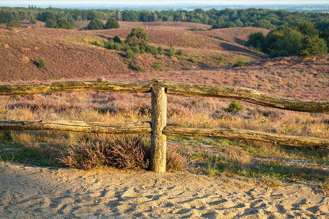 WildcameraXL De Hoge Veluwe Wildcamera