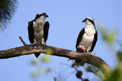 WildcameraXL Osprey Bird The Nature Conservancy Wildcamera Research