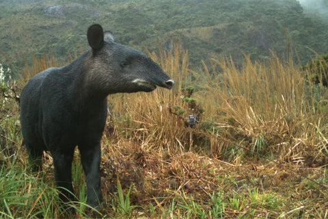 WildcameraXL Tapir fanget med et vildtkamera