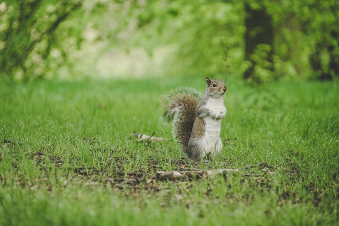 WildcameraXL Wildcamera 5 Unique Moments Squirrel