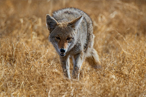 WildcameraXL Wildlife Onderzoek Coyote Wildcamera Met WiFi