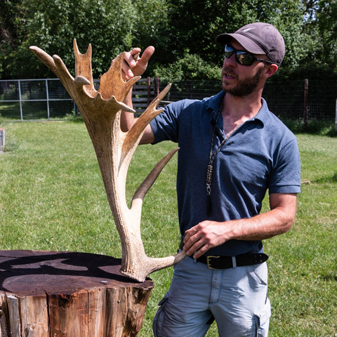 Scoring deer antler