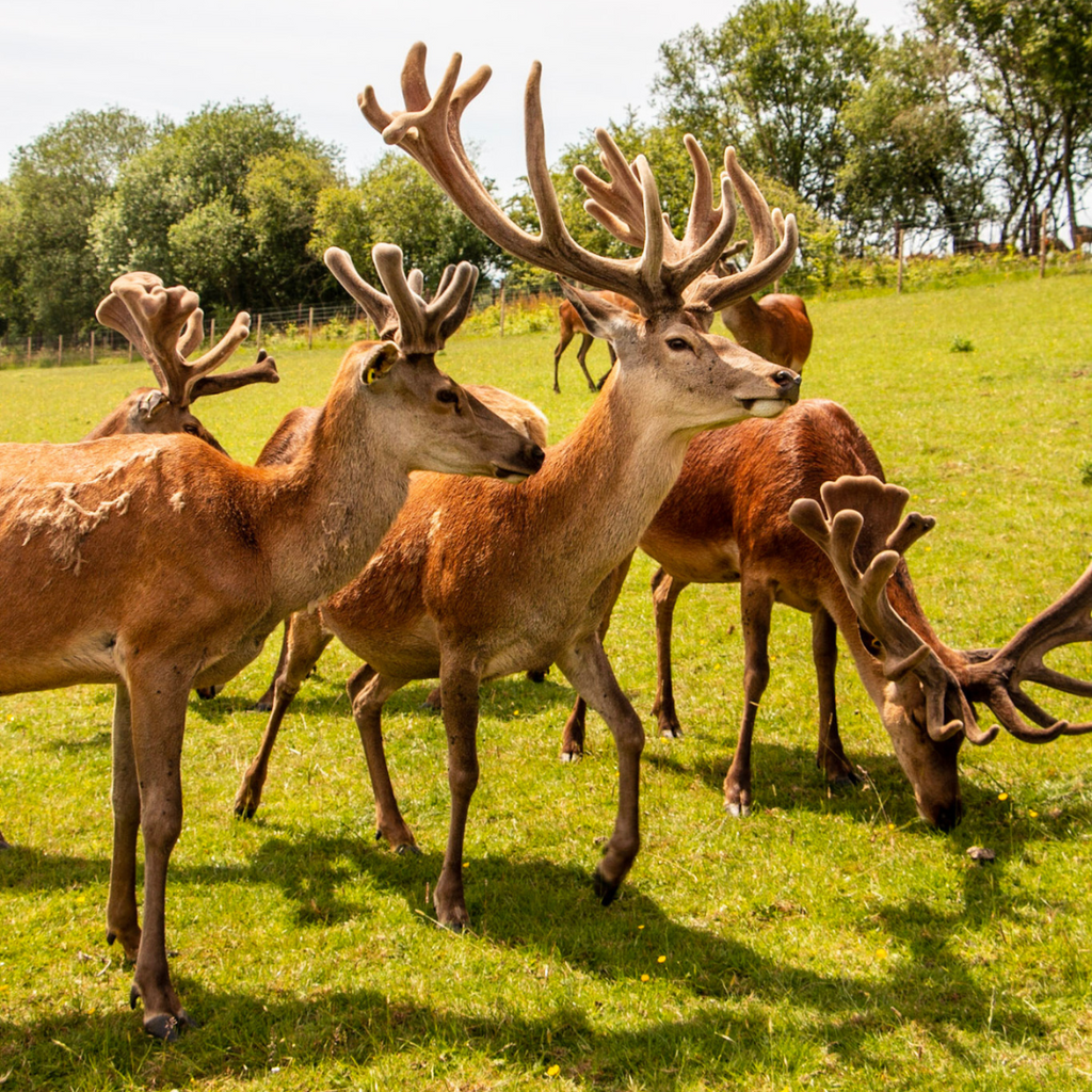 Photo of Stags at Church Farm Oxford