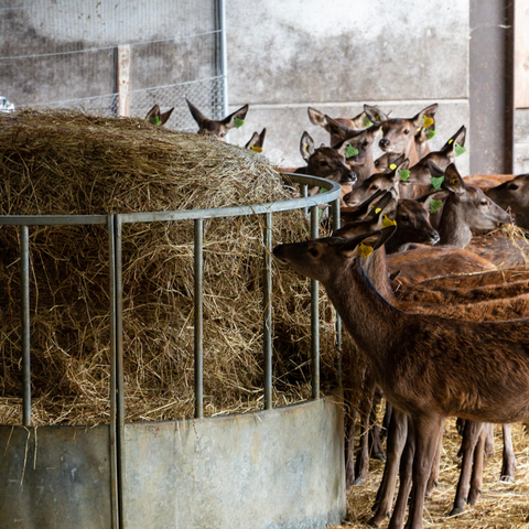 Red deer eating haylage