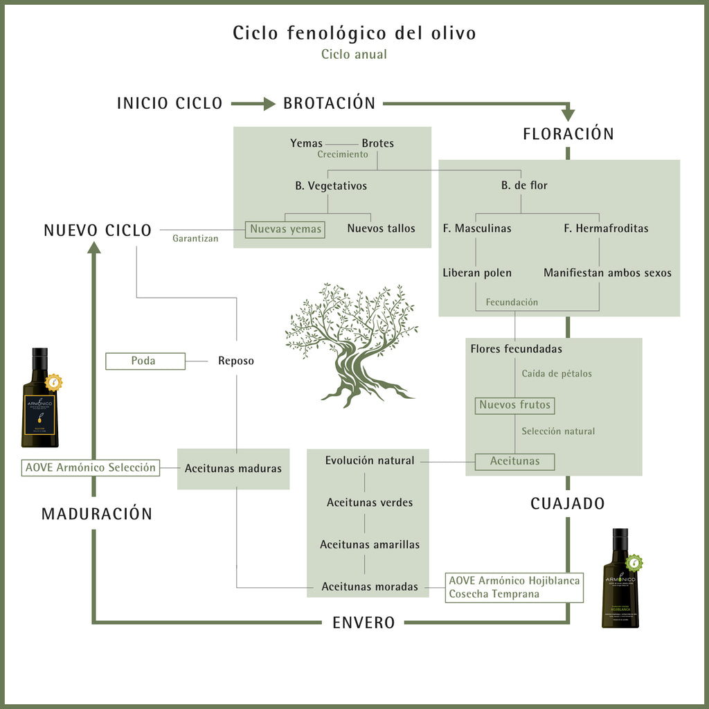 Phenological cycle of the olive tree – AceiteArmonico