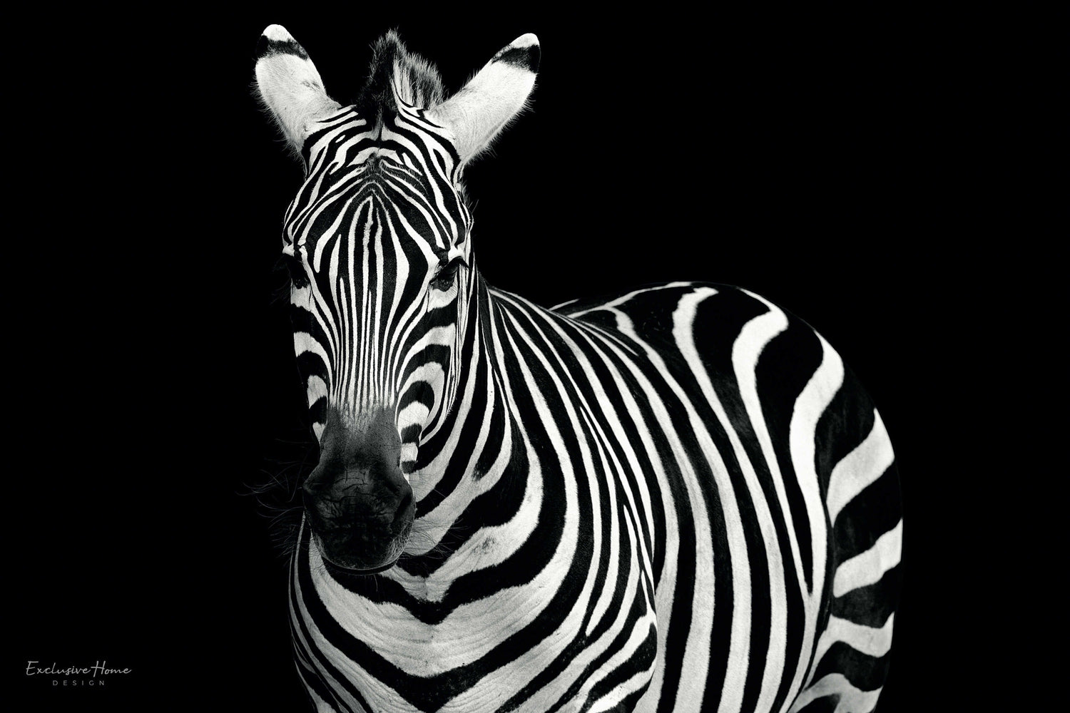 lens Mus fragment Exclusive Home Design - Animals - Zwart Witte Zebra - Glasschilderij