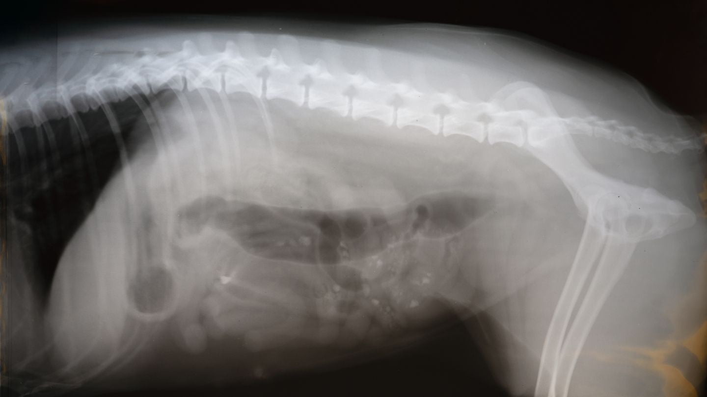 Koiran luuston rakennen röntgenkuvassa