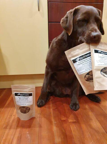 Chocolate Labrador Dog With Dog Treats