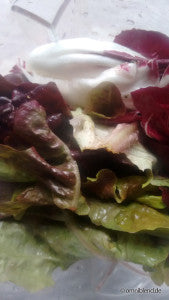 Radicchio-Salat-Mischung