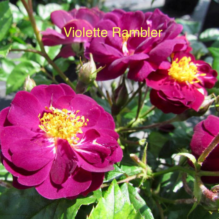 Violette Rambler – ePlants Ireland