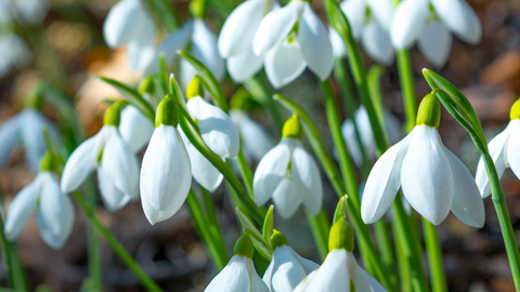 Snowdrops