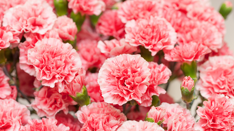 Carnations