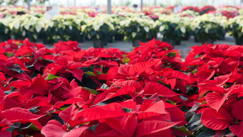 Poinsettias