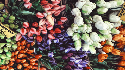 Tulips