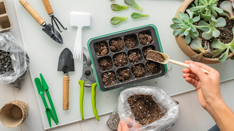 Indoor Seed Preparation