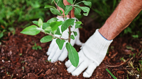 Spring Gardening Plan