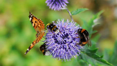 pollinators on a flower