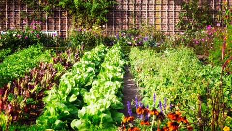 Blooming Flower And Vegetable Garden