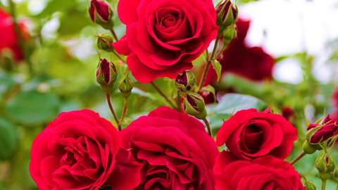 Lady In Red Roses