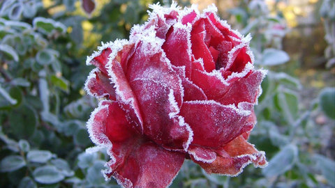 Frost Covered Rose