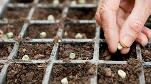 Planting Seeds