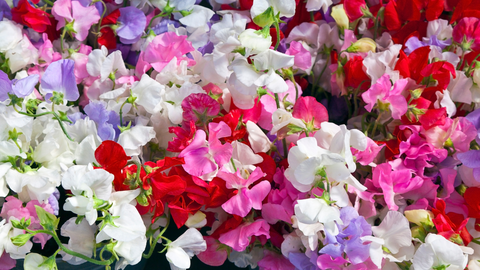 Growing Sweetpeas